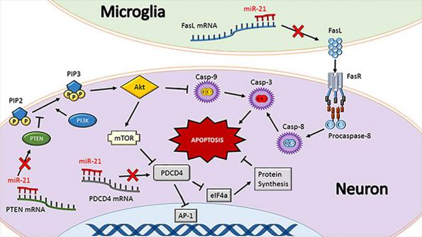 microRNA miR-21 conditions