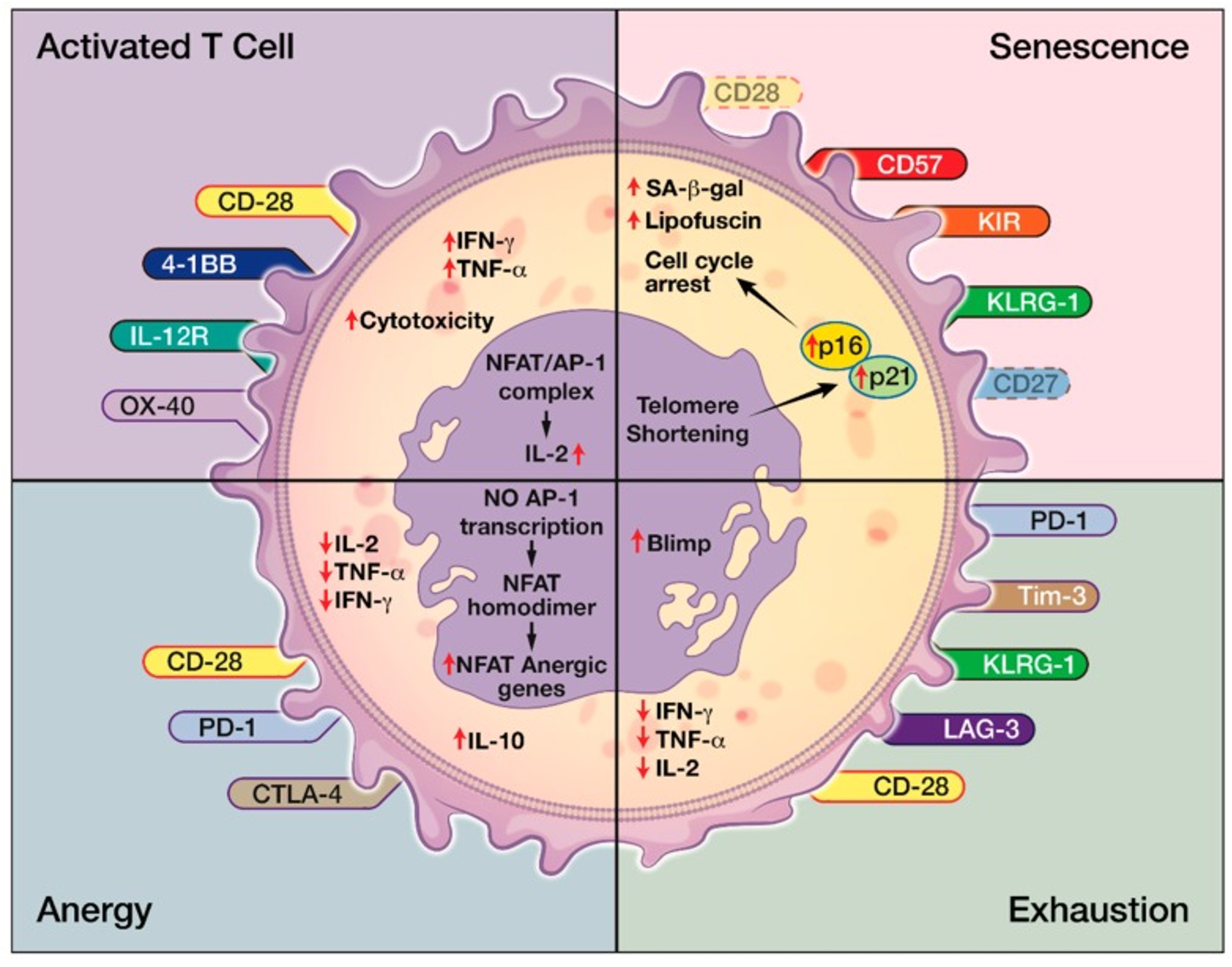 T Cell Senescence